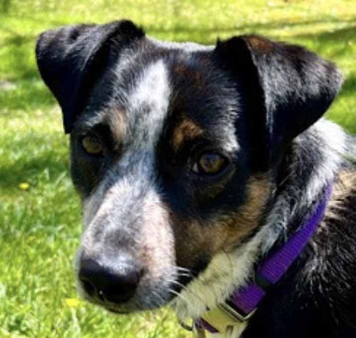 Photo of Archie