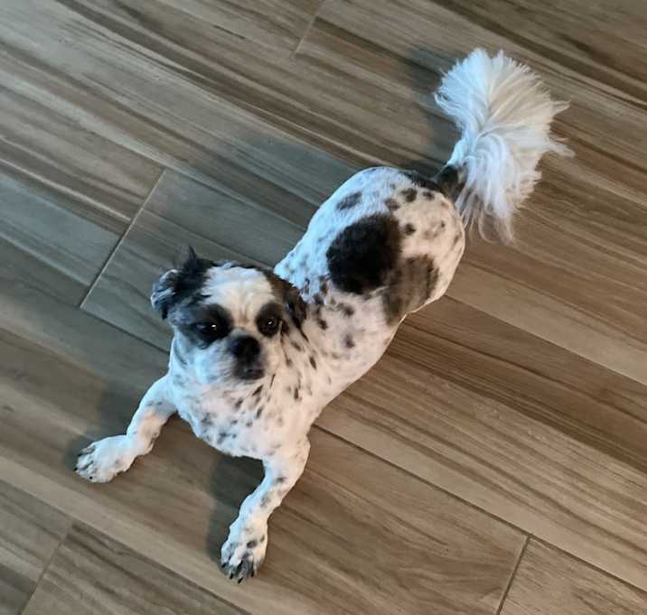 Photo of Coby