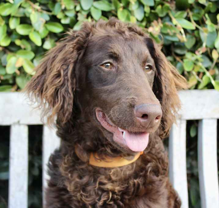 Photo of Cato - AmaZiNG BoY!