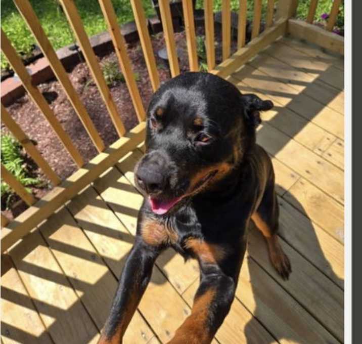 Photo of Rottweiler  , Rottweiler