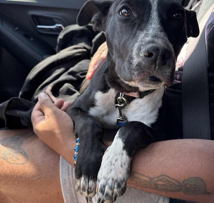 Photo of Oreo