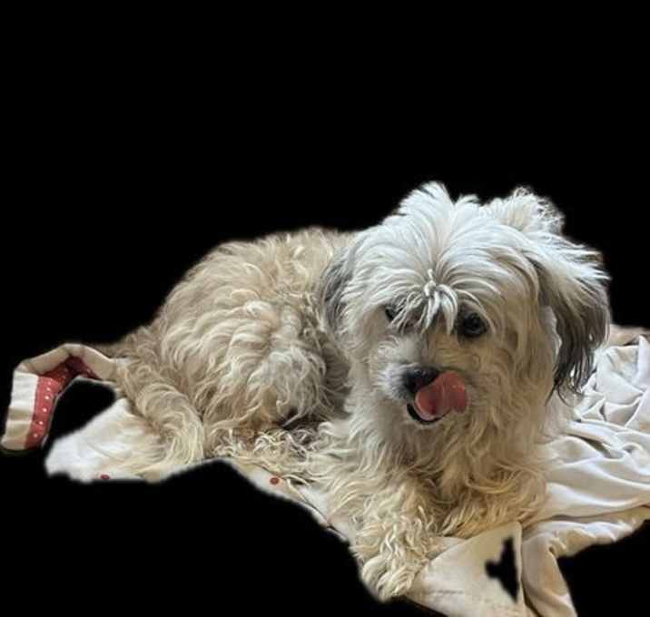 Photo of Spencer (in foster)