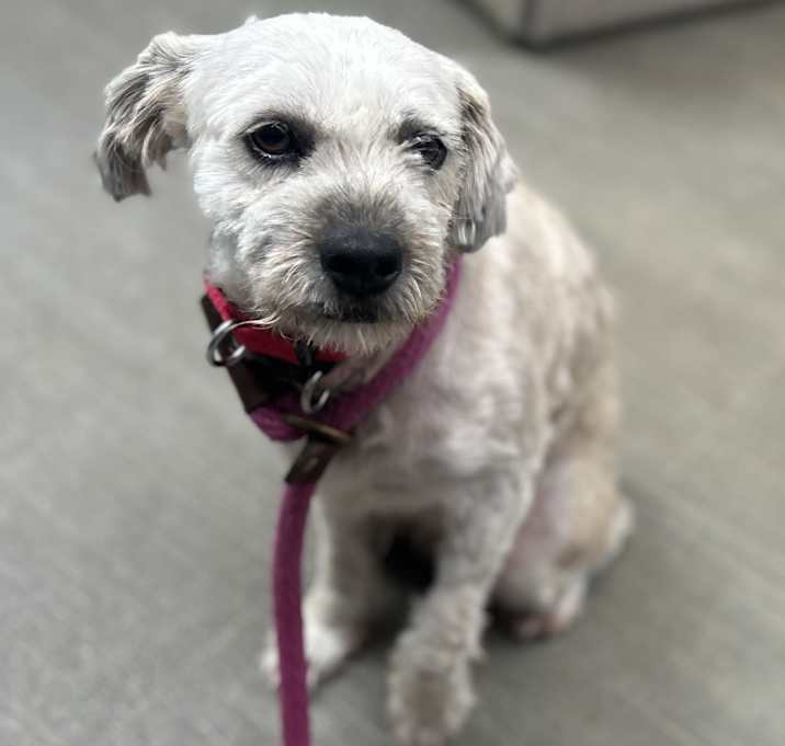 Photo of Snowy