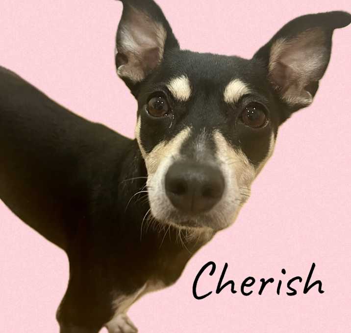 Photo of Cherish