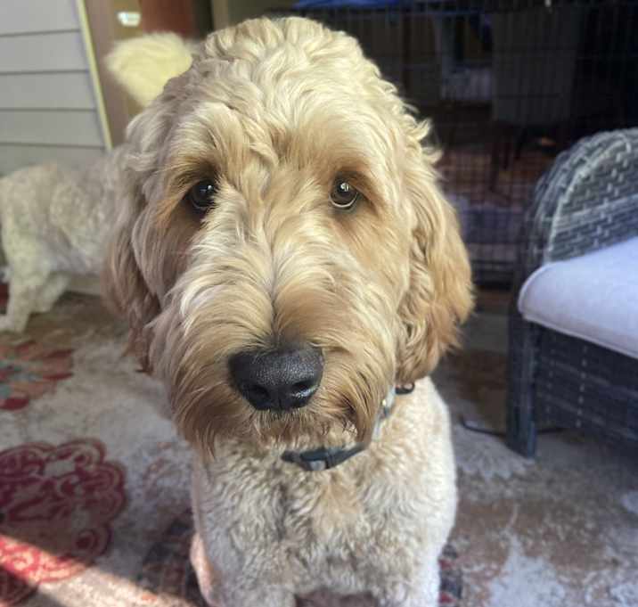 Photo of Teddy