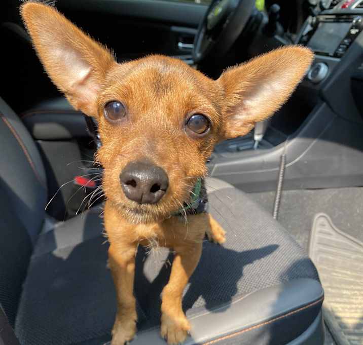 Photo of Peanut