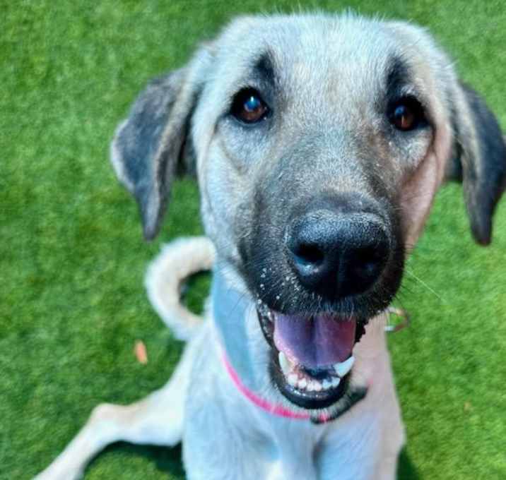 Photo of Lilac A2208999