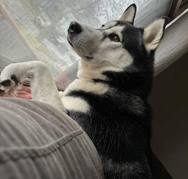 Photo of Maximus