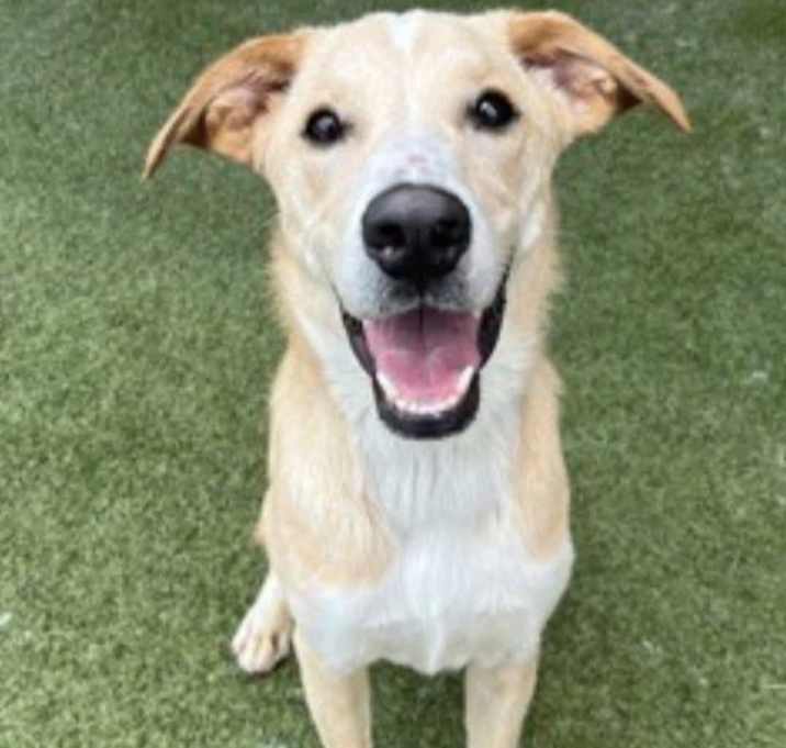 Photo of Koda