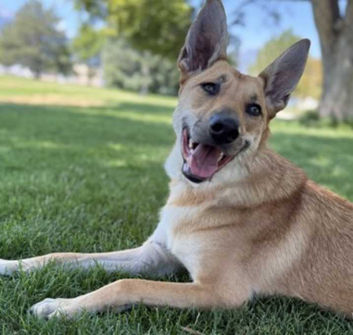 Photo of Frankie
