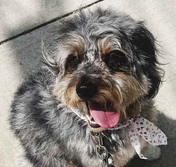 Photo of Auggie