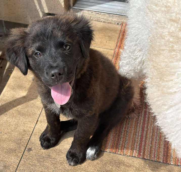 Photo of Sadie