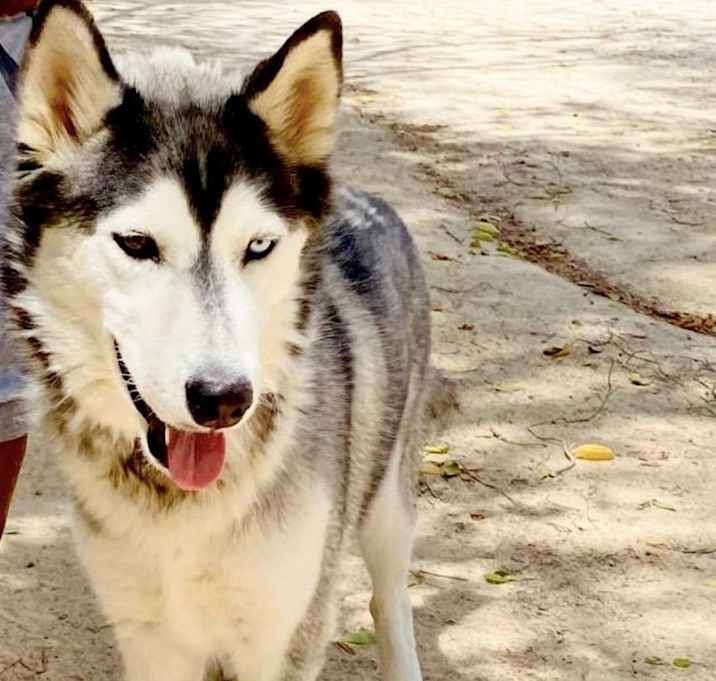 Photo of Archie