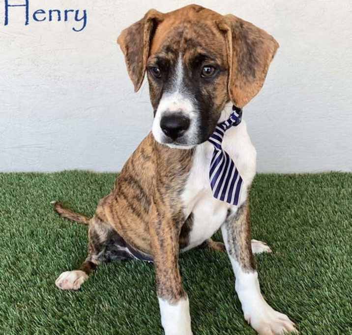 Photo of Henry
