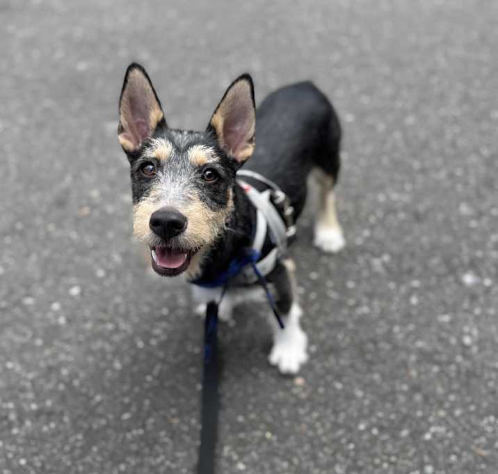 Photo of Otto