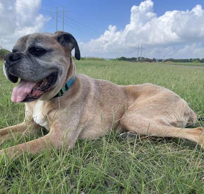 Photo of Bam Bam II - Silver Heart