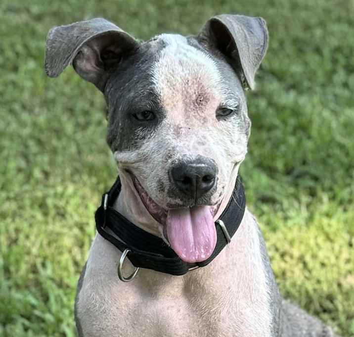 Photo of Sugar Belle