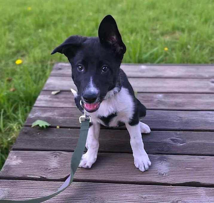 Photo of Levi BC