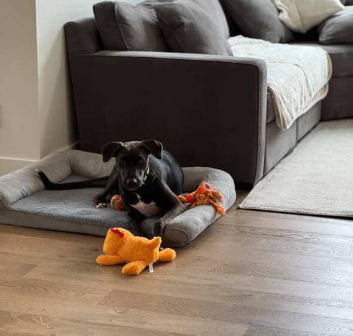 Photo of Remy