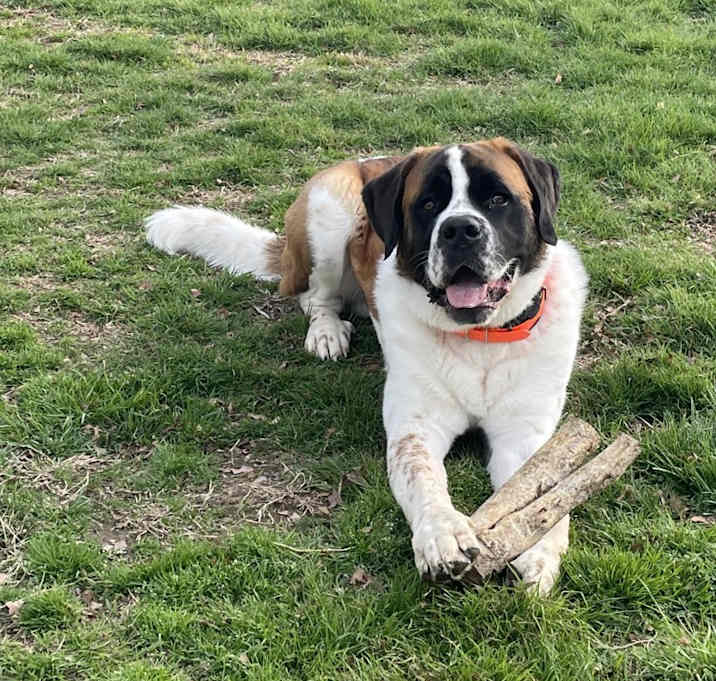 Photo of Brodie