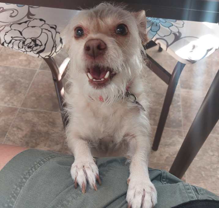 Photo of Shelby