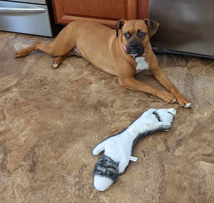Photo of Rosie