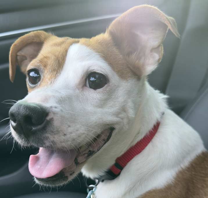 Photo of Stewie