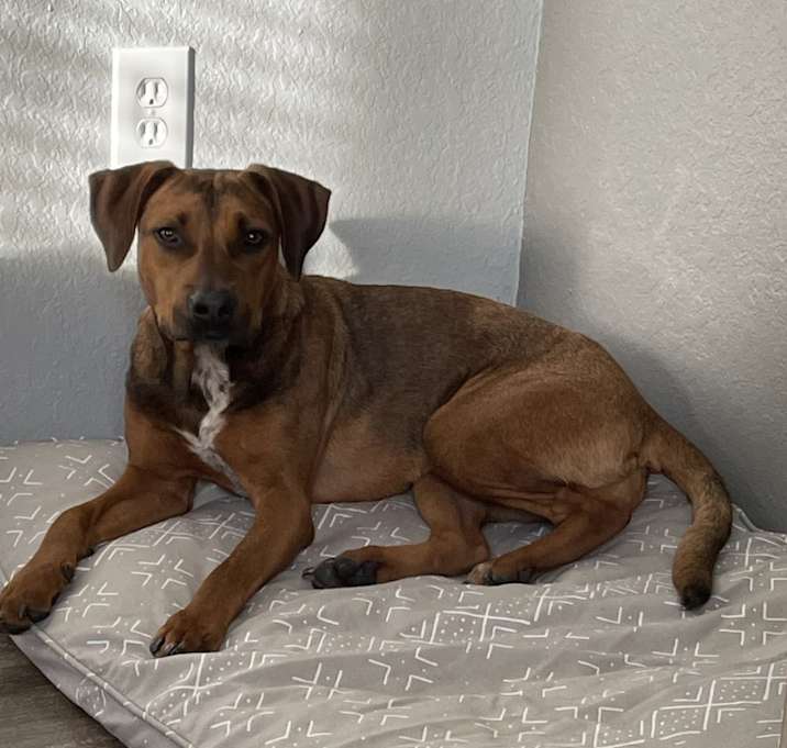 Photo of Peanut