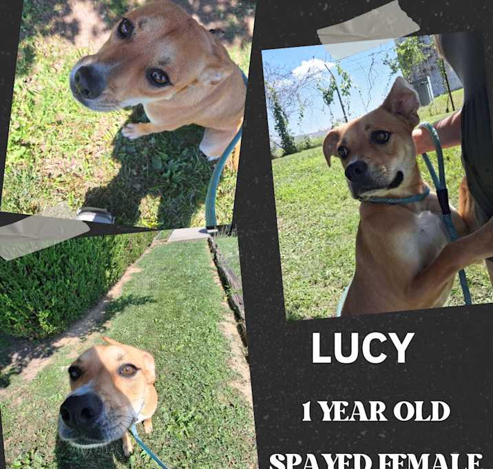 Photo of Lucy