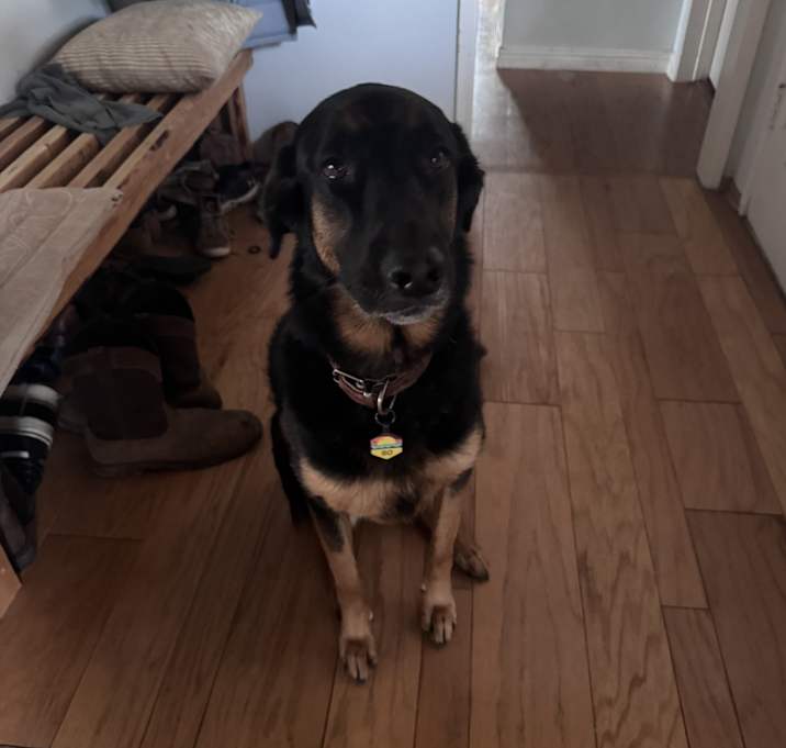 Photo of Bo