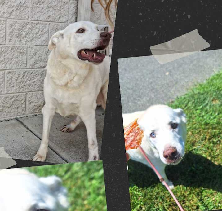 Photo of Penny