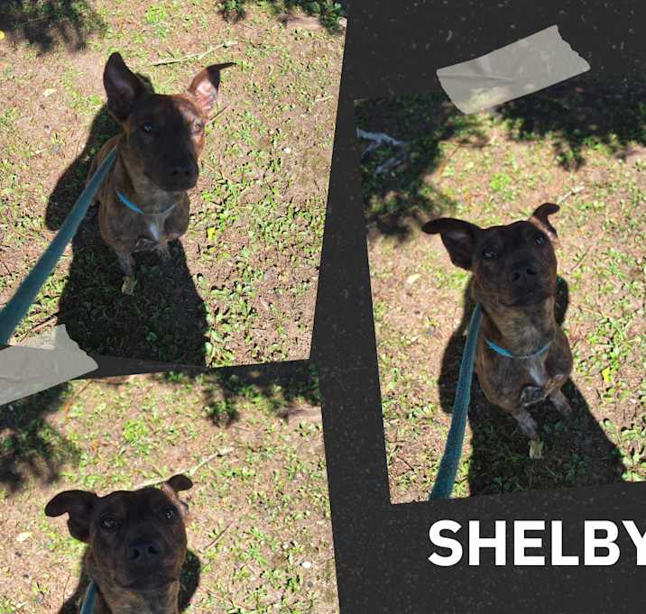 Photo of Shelby