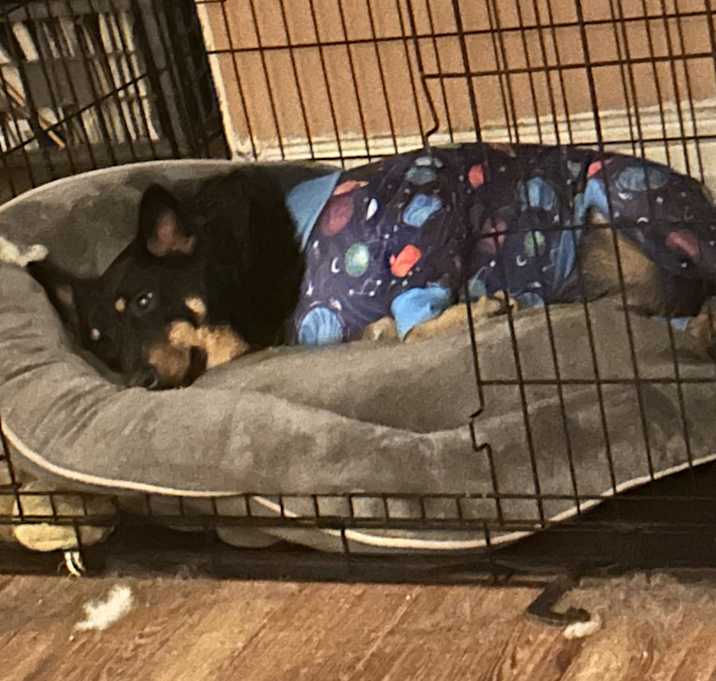 Photo of Blueberry