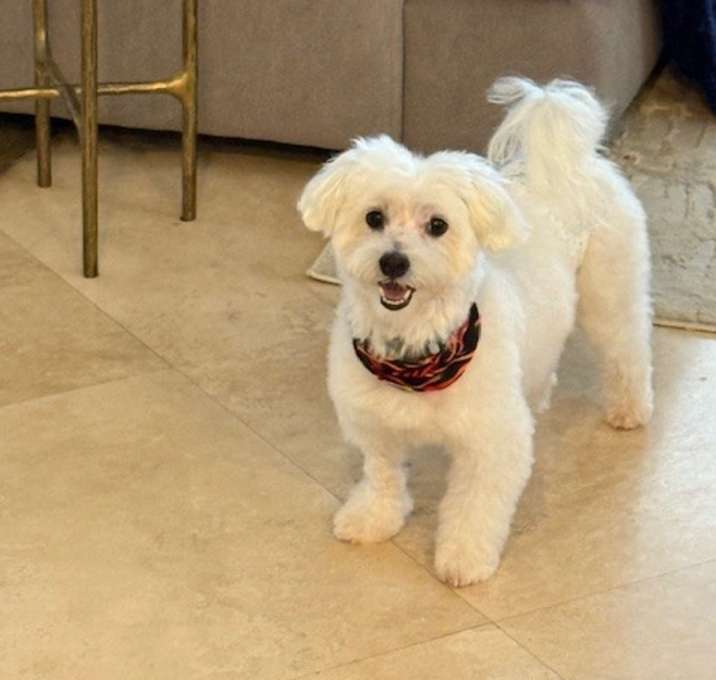 Photo of Cookie