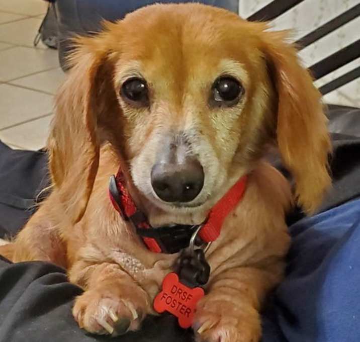 Photo of Gizmo