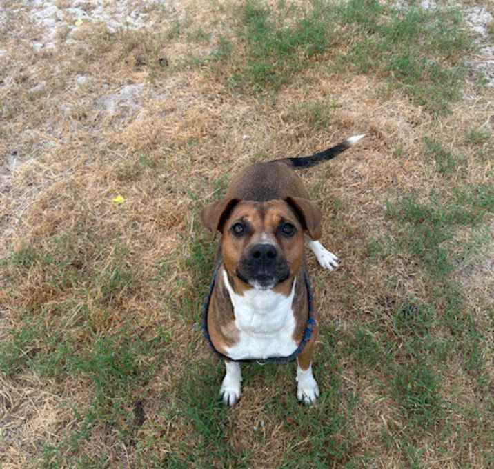 Photo of amaretto