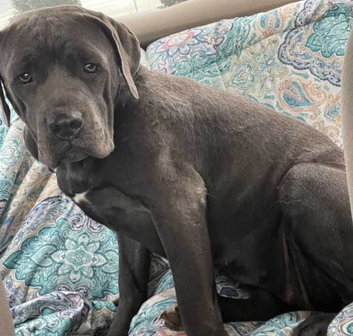 Photo of Indy