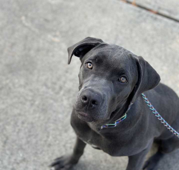Photo of Raven