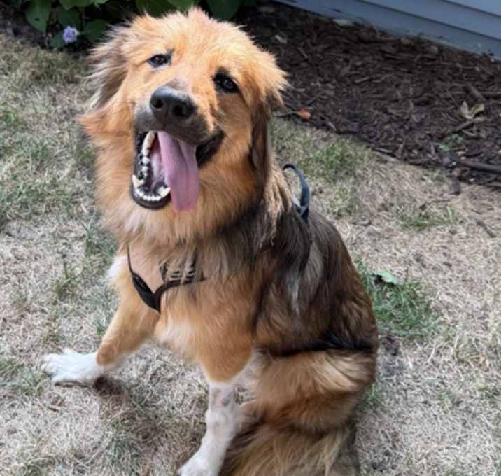 Photo of Sir Scout