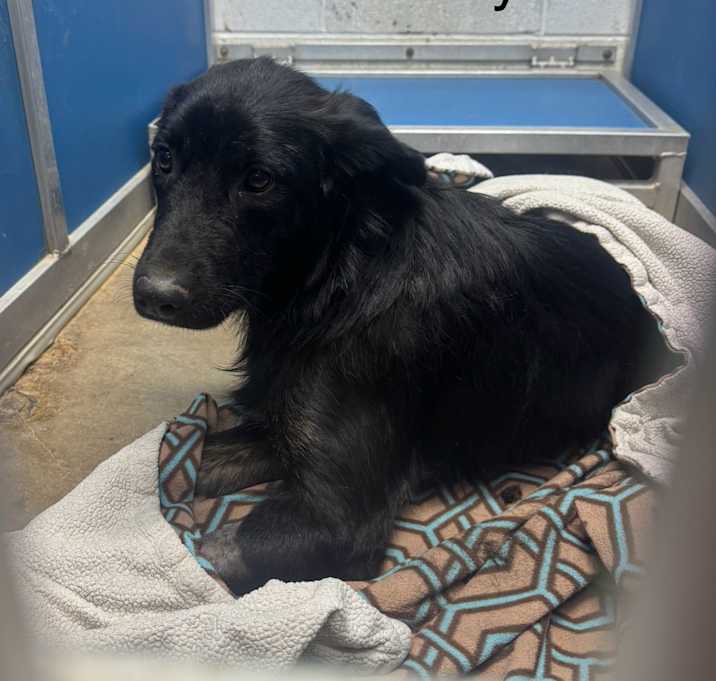 Photo of Smokey