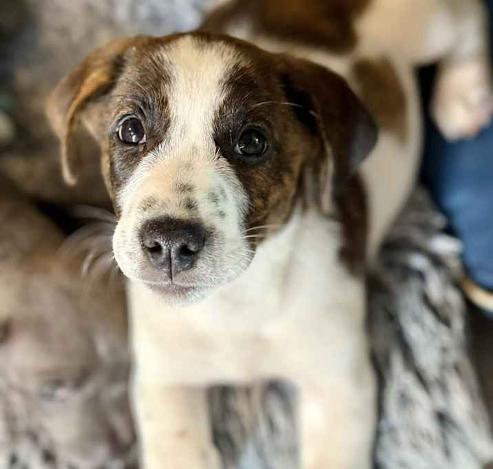 Photo of Krypto