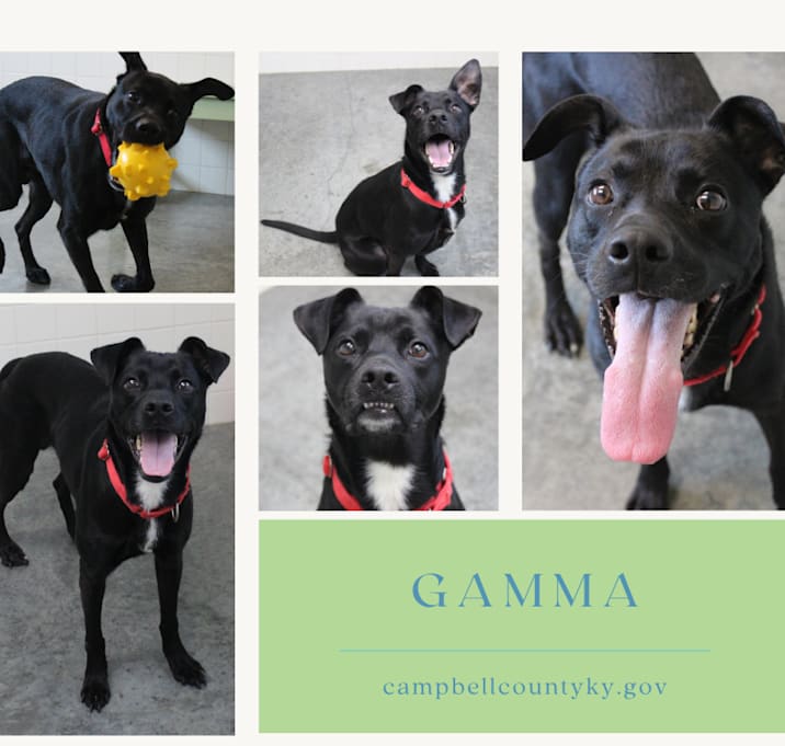 Photo of Gamma
