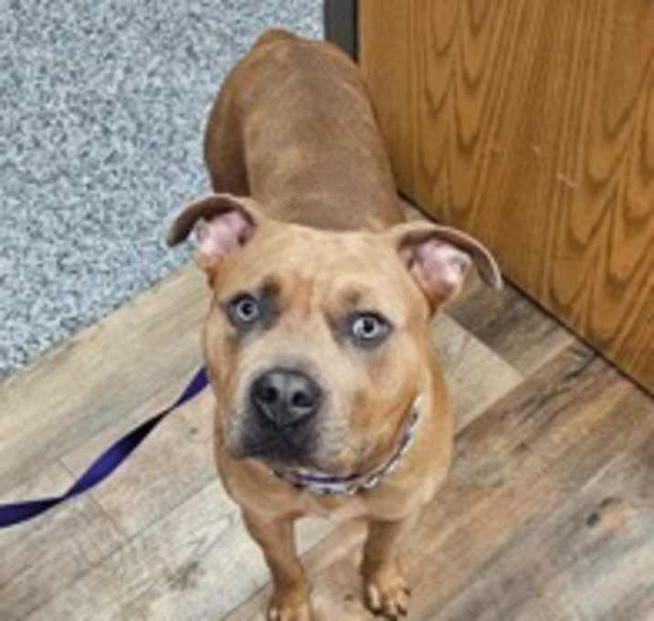 Photo of Scooby