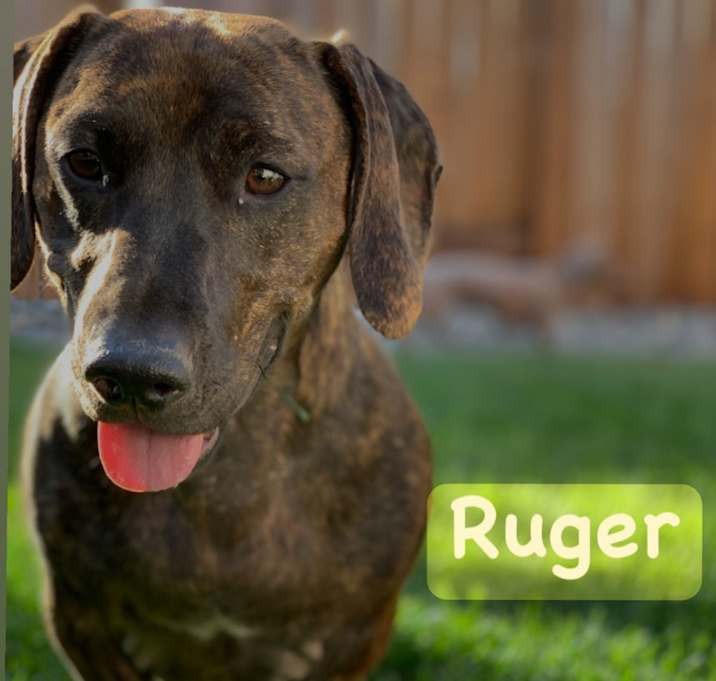 Photo of Ruger