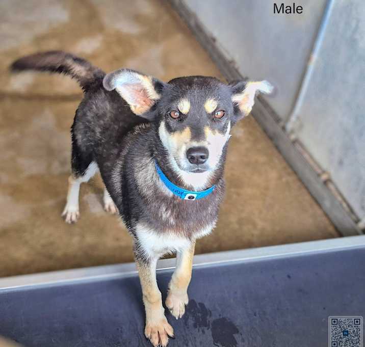 Photo of Domino