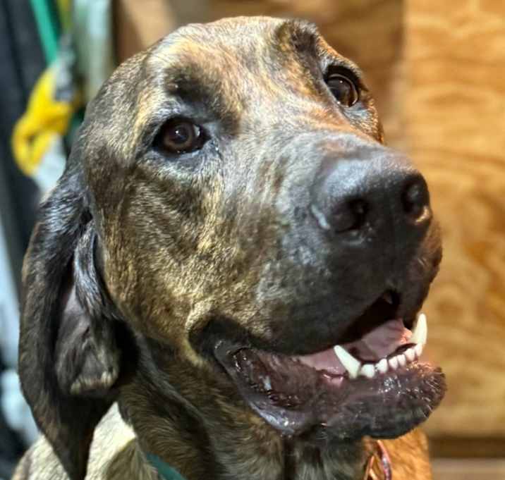 Photo of Pepper