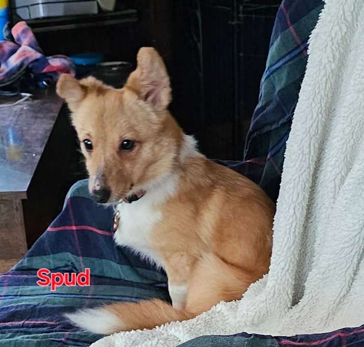 Photo of Spud