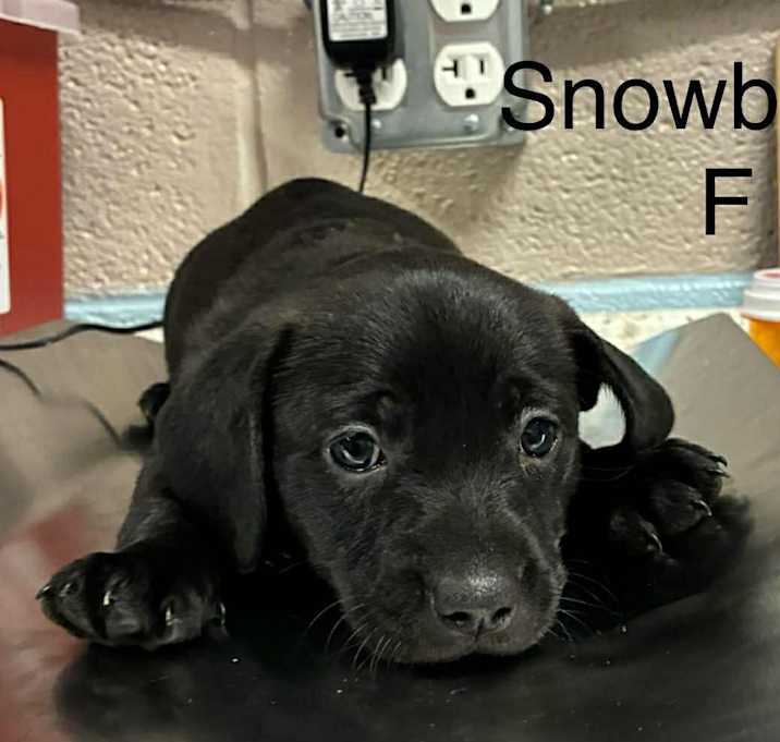 Photo of Showblind
