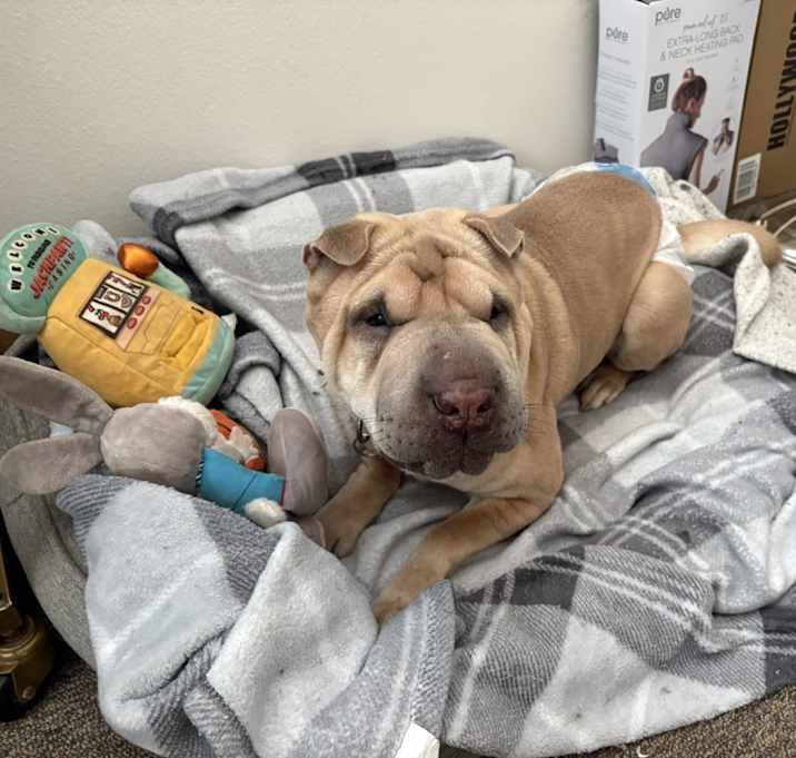 Photo of Belle