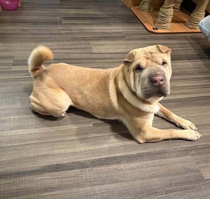 Photo of Belle